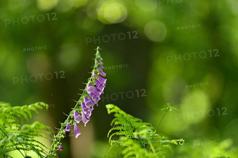 Red digitalis minor