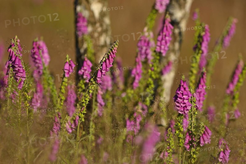 Red digitalis minor