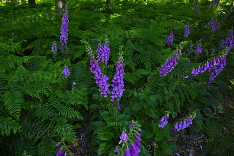 Red digitalis minor