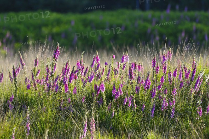 Red digitalis minor