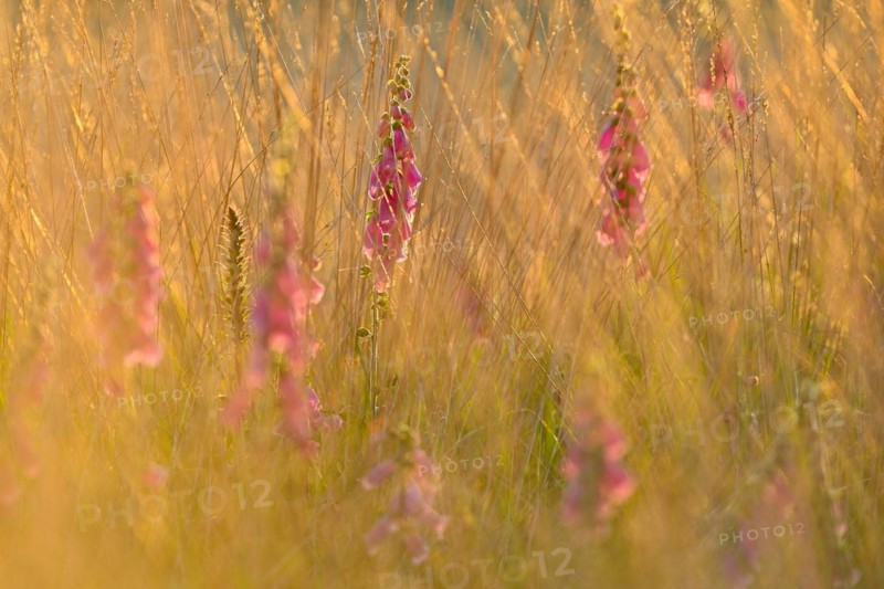 Red digitalis minor