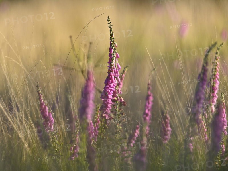 Red digitalis minor