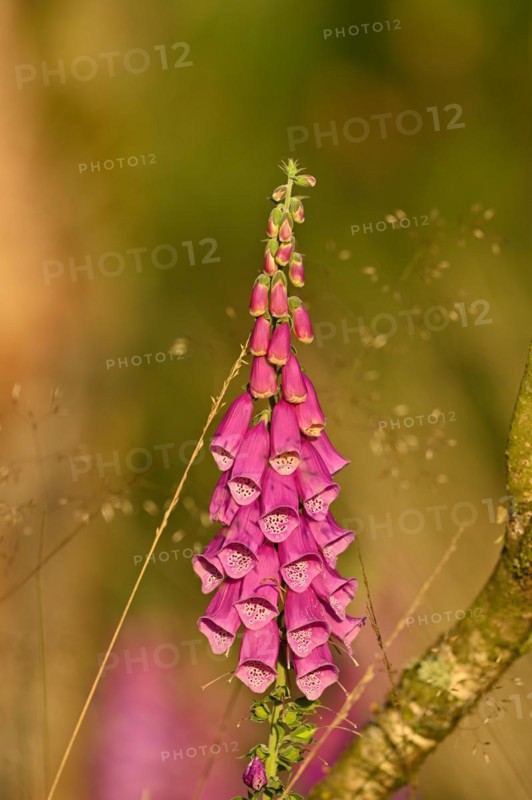 Red digitalis minor