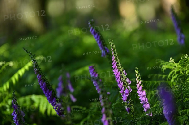 Red digitalis minor