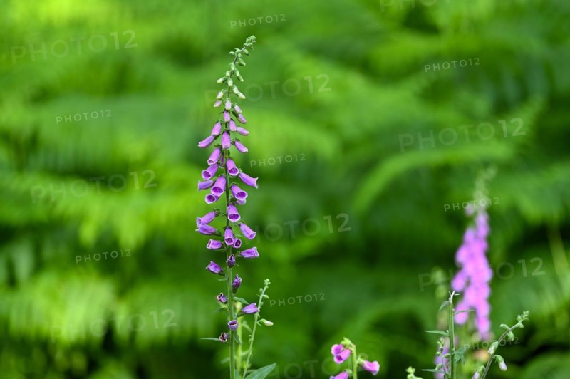 Red digitalis minor
