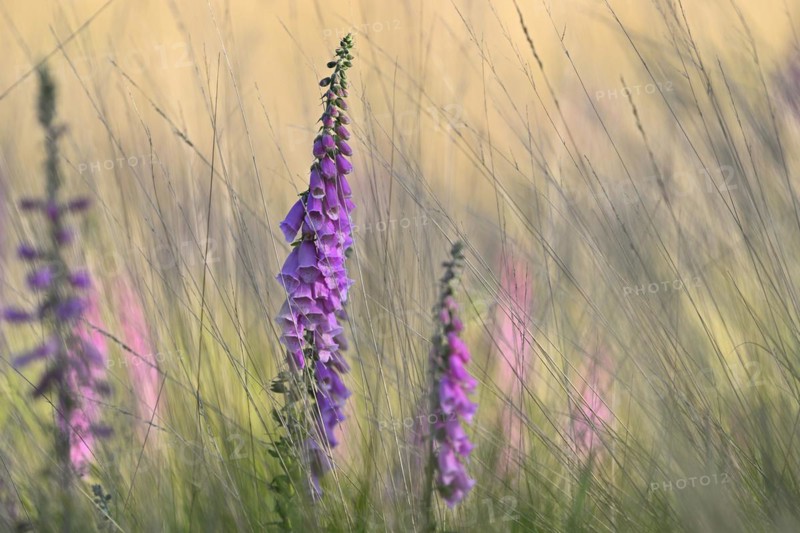 Red digitalis minor