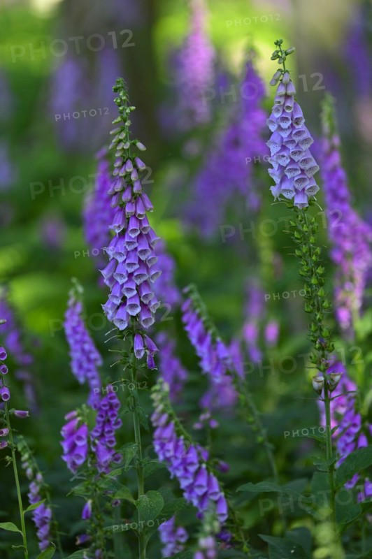 Red digitalis minor