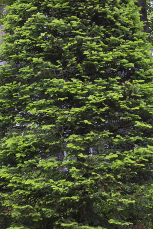 Balsam Fir