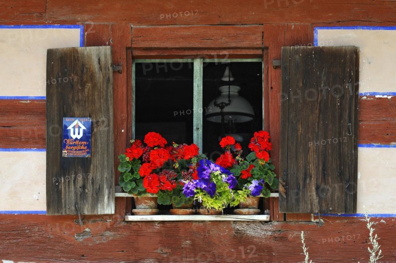 Window with flowering geraniums