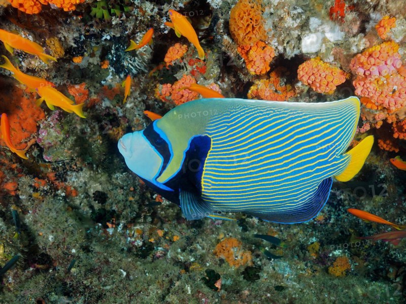 Emperor angelfish