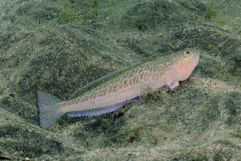Greater weever