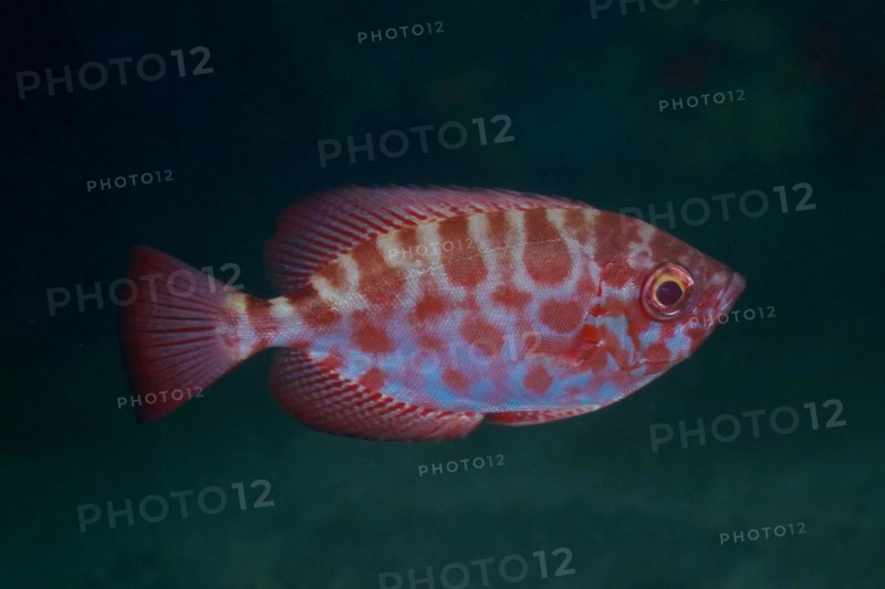 Bigeye glasseye snapper