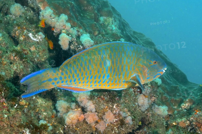 Blue-banded parrotfish