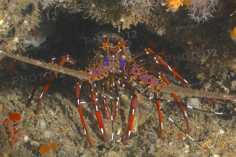 Long-legged spiny crayfish