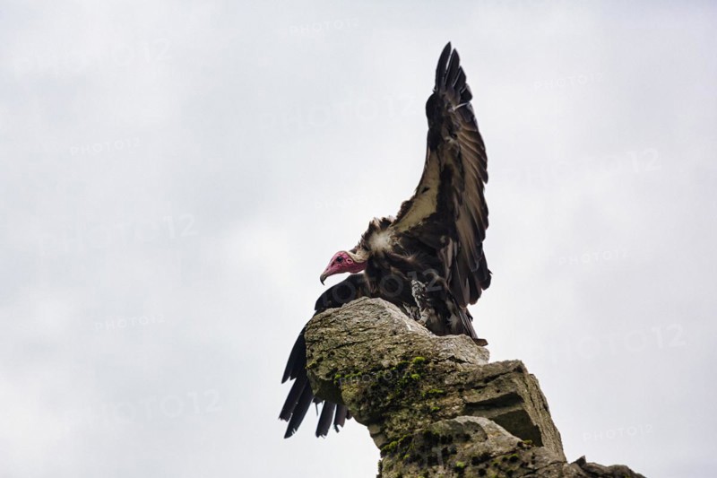 Hooded vulture