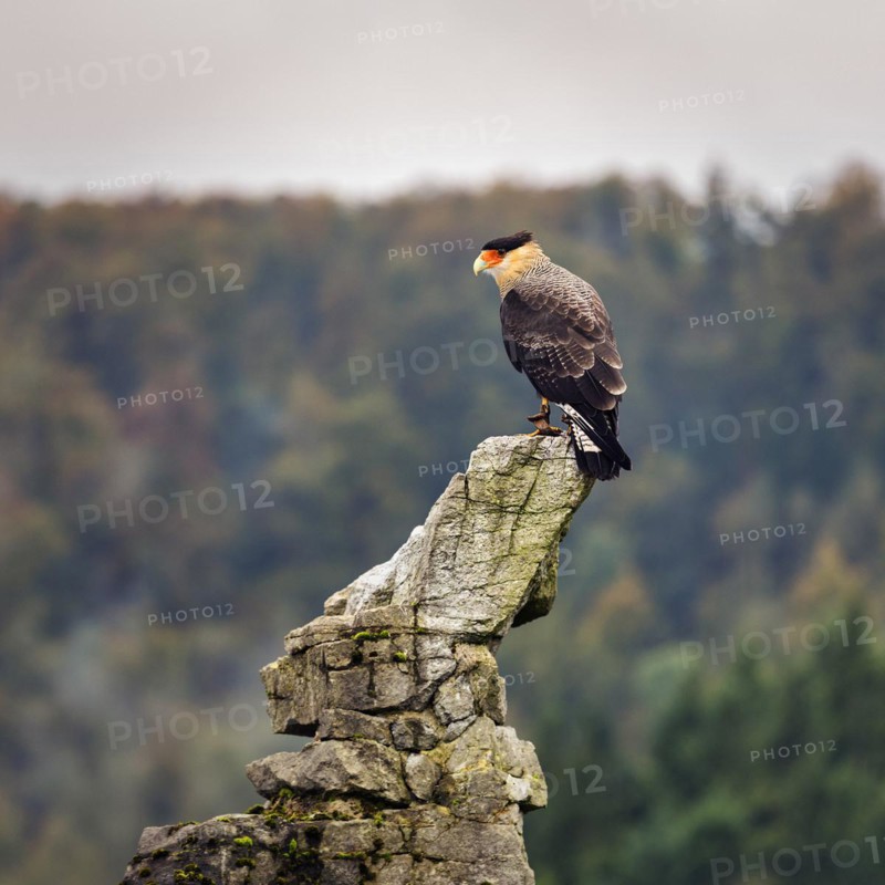 Southern crested caracara