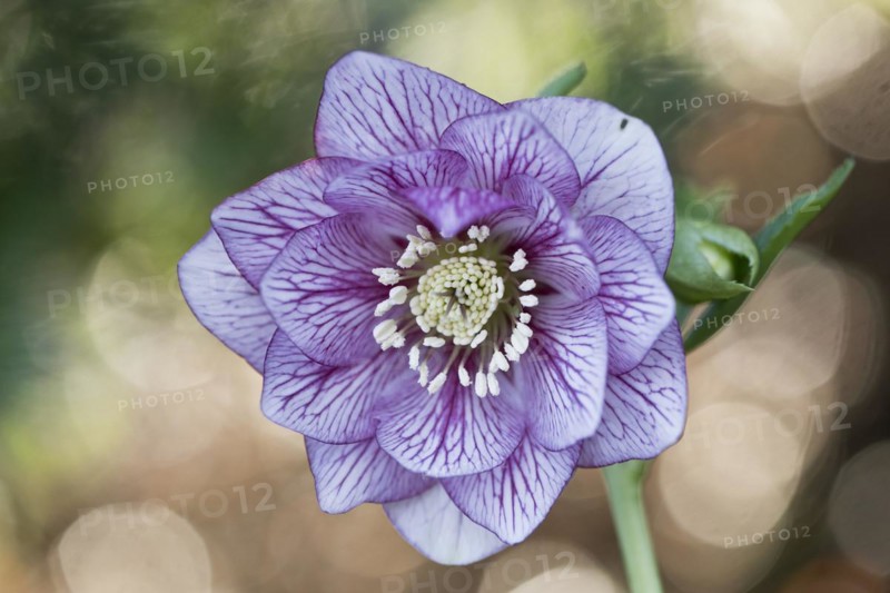 Lenzrose
