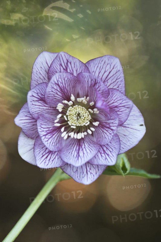 Lenzrose