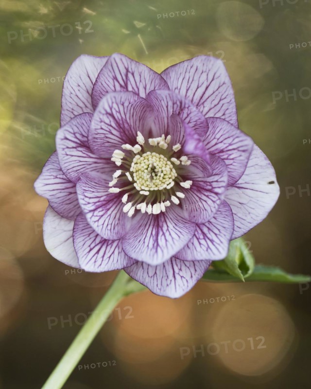 Lenzrose