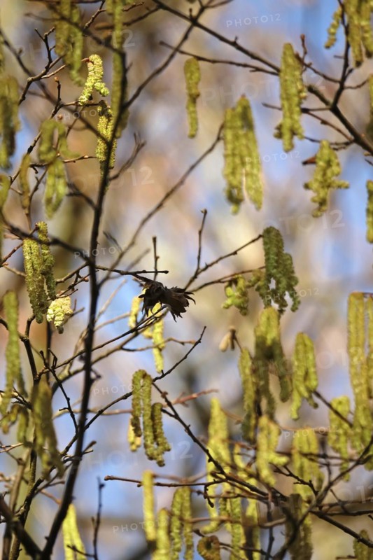 Hazelnut pollen