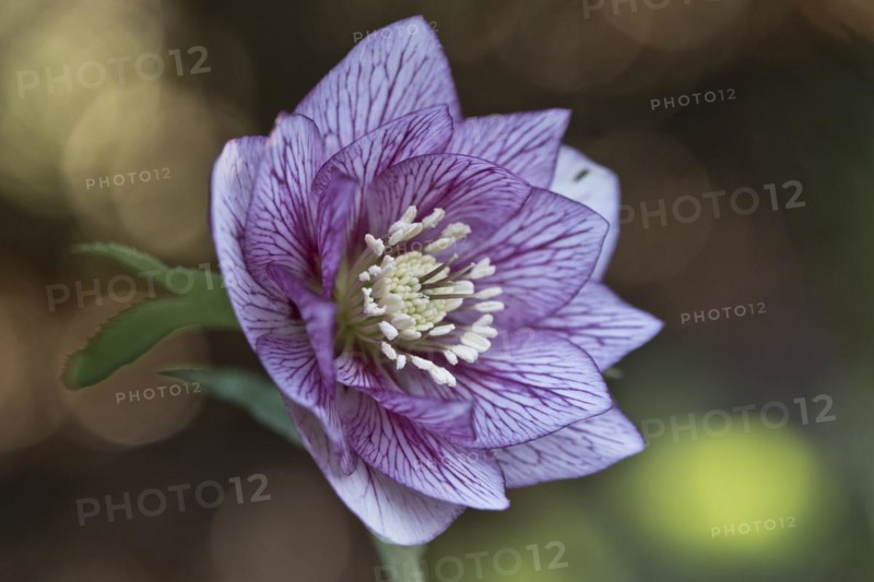 Lenzrose