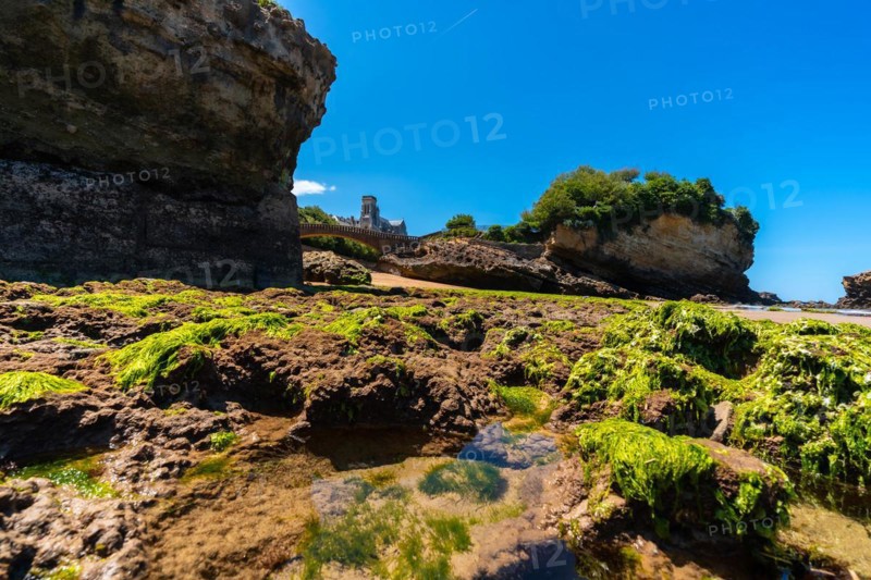 Green moss at low tide on the beach under the Basta Rock of Biarritz beach