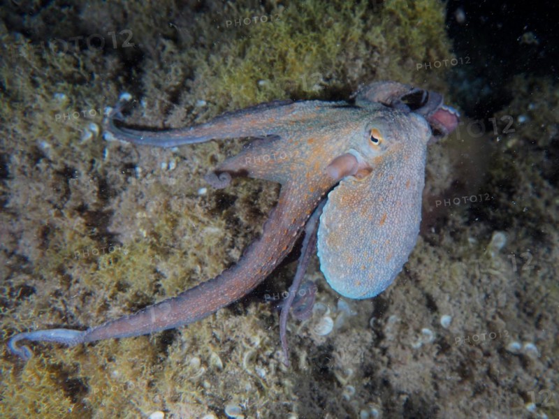 Common octopus