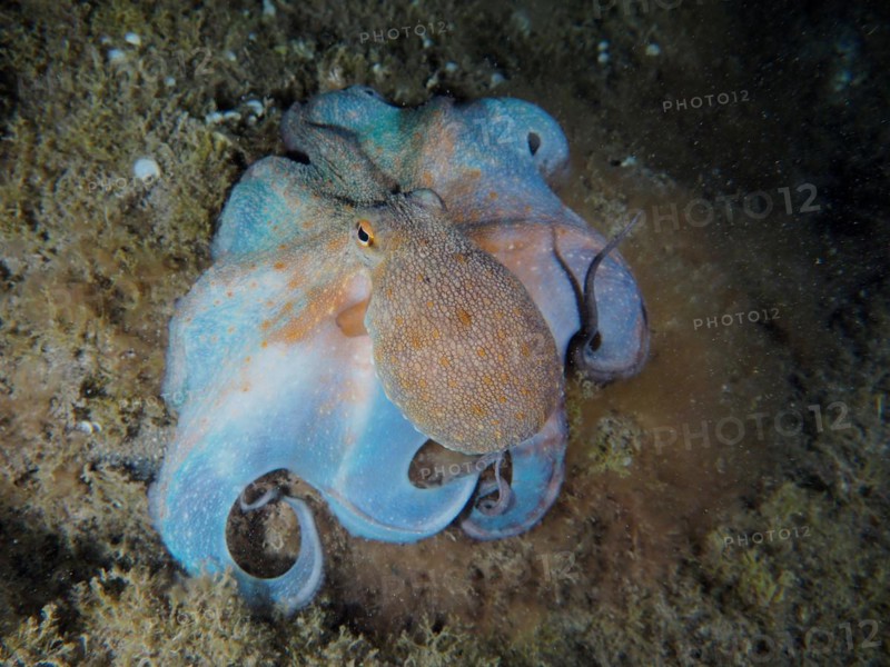 Common octopus