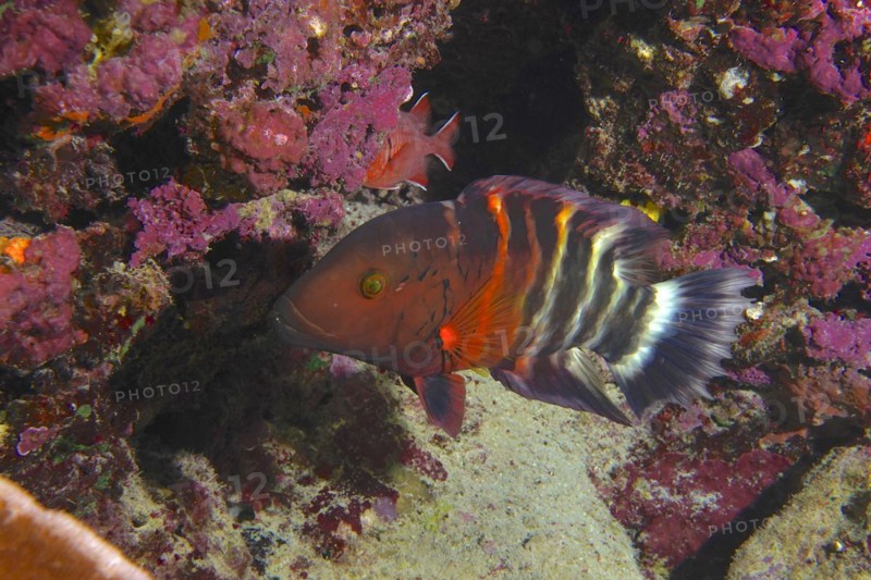 A red and black redbreasted wrasse