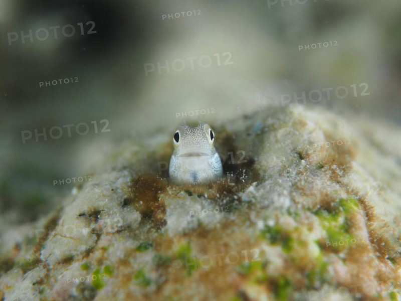 A tiny blue-bellied combtooth