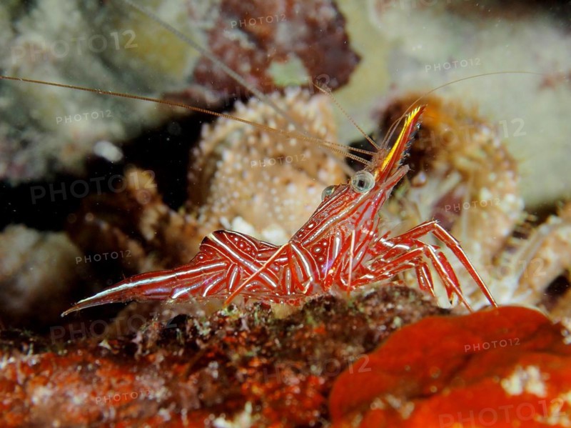 Camel shrimp