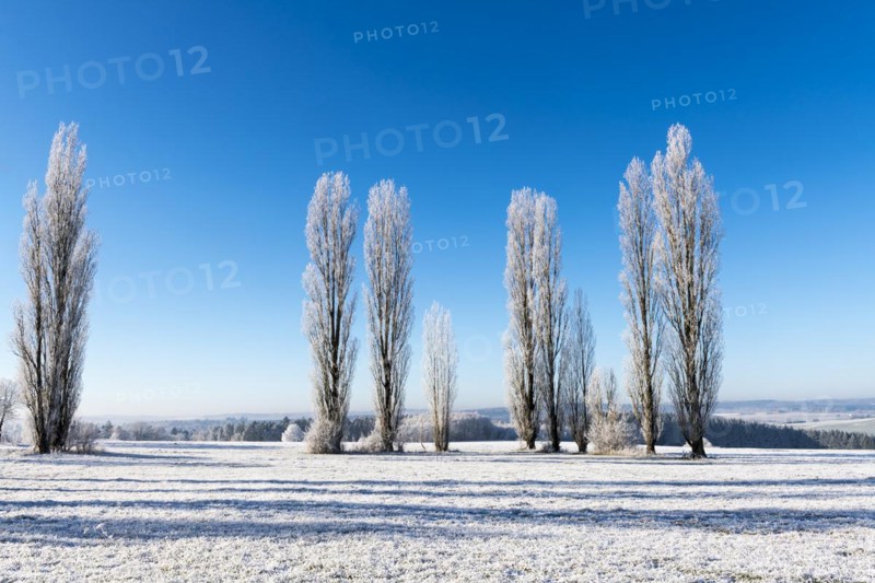 Black poplars