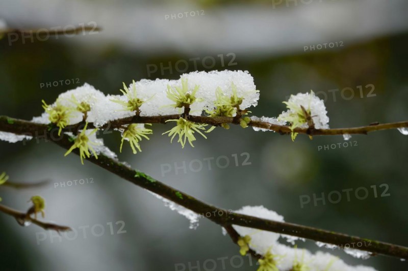 Witch-hazel