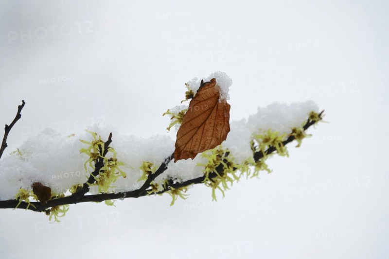 Witch-hazel