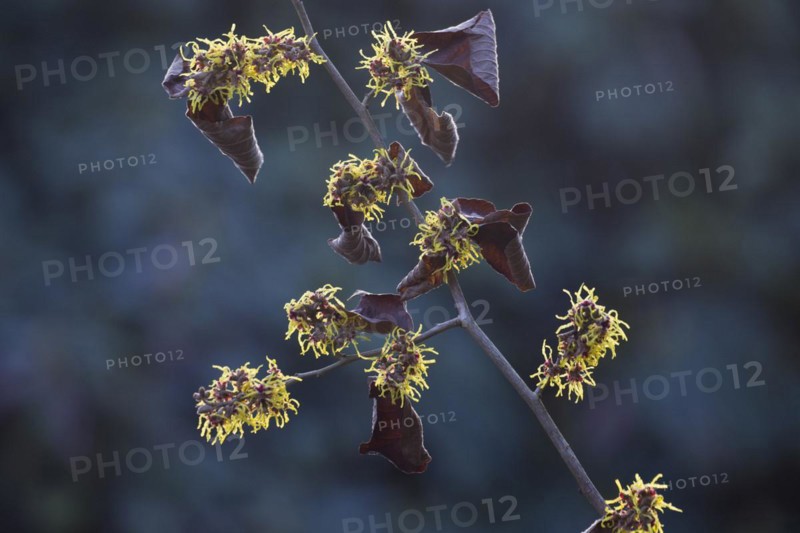 Witch hazel