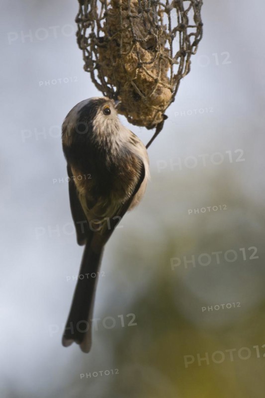 Long-tailed tit