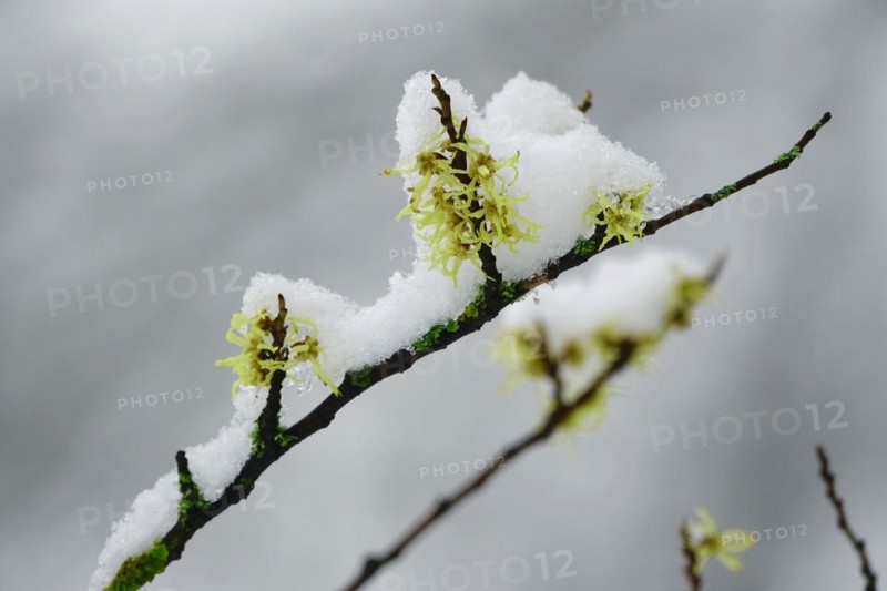 Witch-hazel