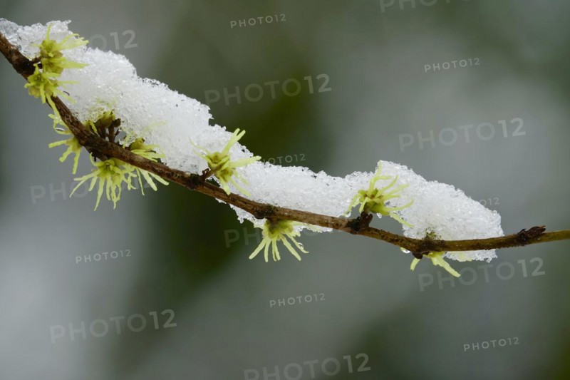 Witch-hazel