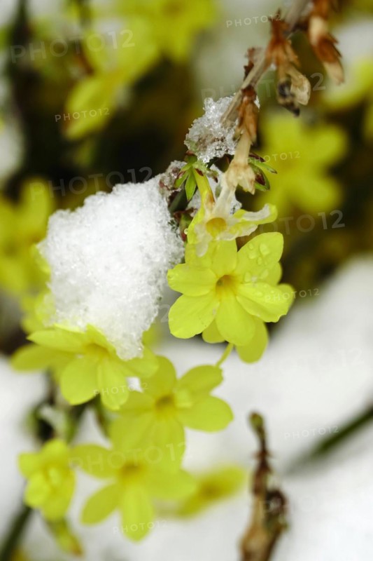 Winter jasmine