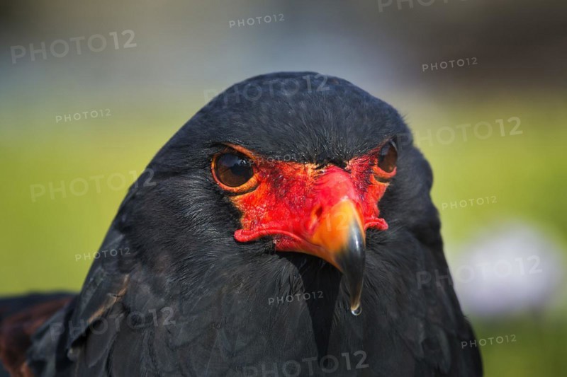 Bateleur