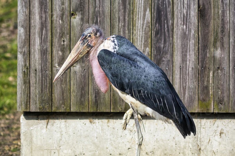 Marabou stork