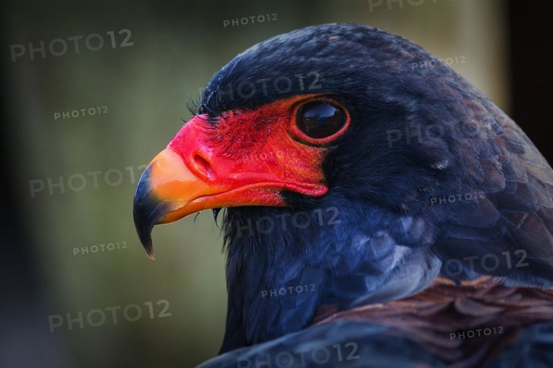 Bateleur
