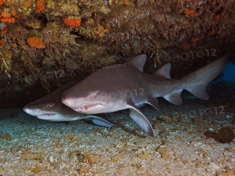 Two sand tiger sharks
