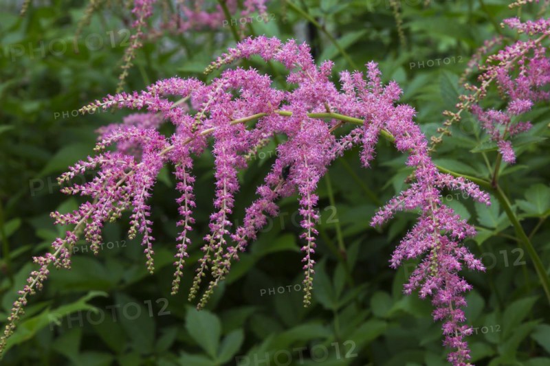 Ostrich Plume flowers
