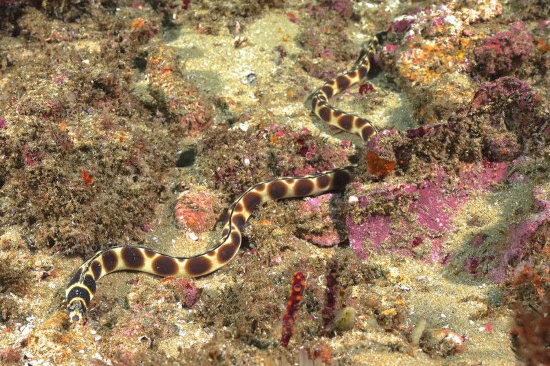 Spotted snake eel