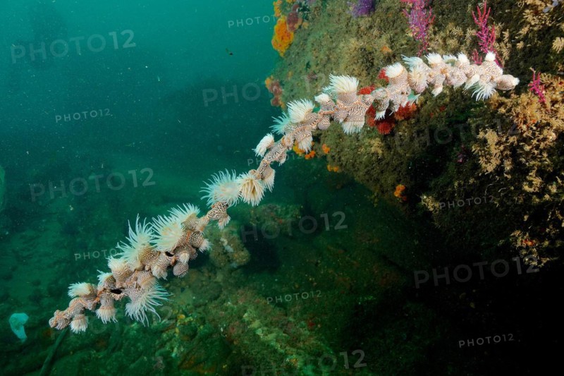 Tiger anemone