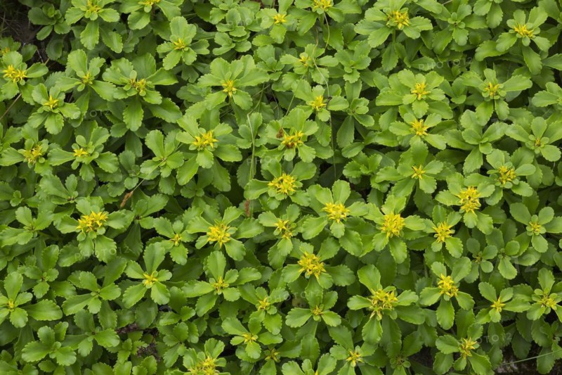 Russian Stonecrop