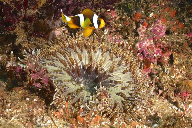 Beaded anemone