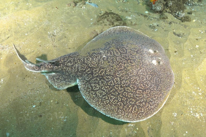 Variable gulf torpedo