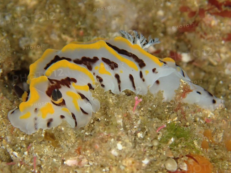 Bicoloured halgerda